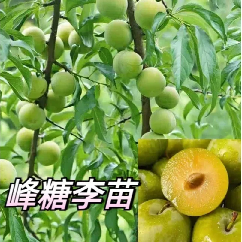 蜂糖李子树苗正宗果树果苗三华李嫁接树苗蜂蜜李子嫁接苗峰糖李苗