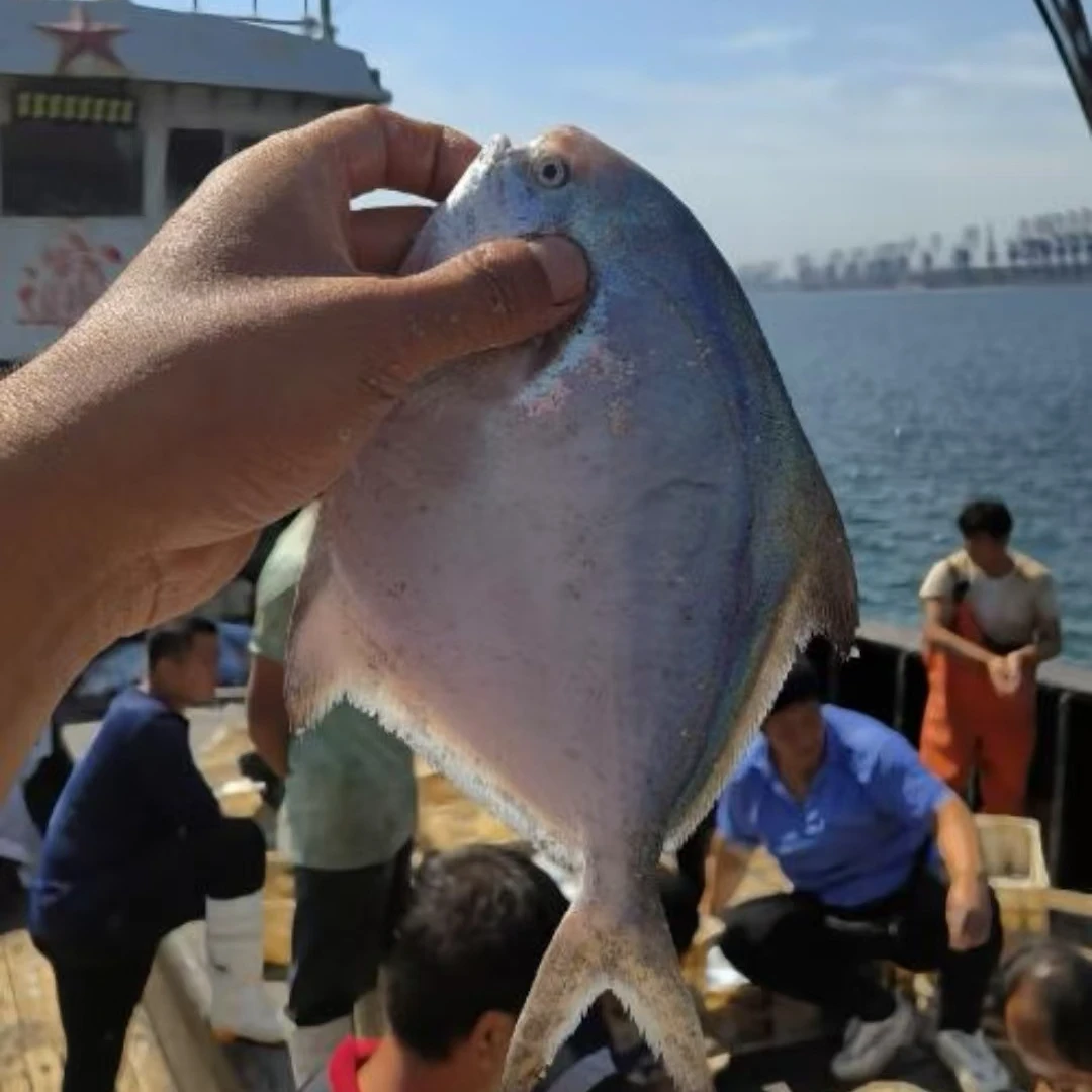 银鲳鱼（平鱼）当天下船银鲳鱼 一根主刺 鲜嫩好吃哦