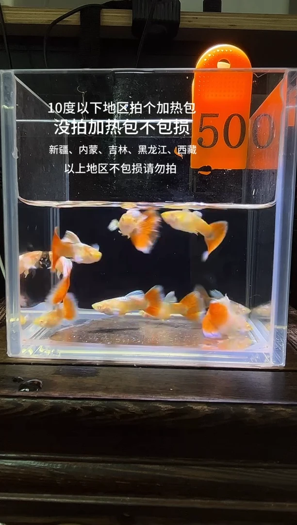 孔雀鱼蓝白飞船跑红体编号50