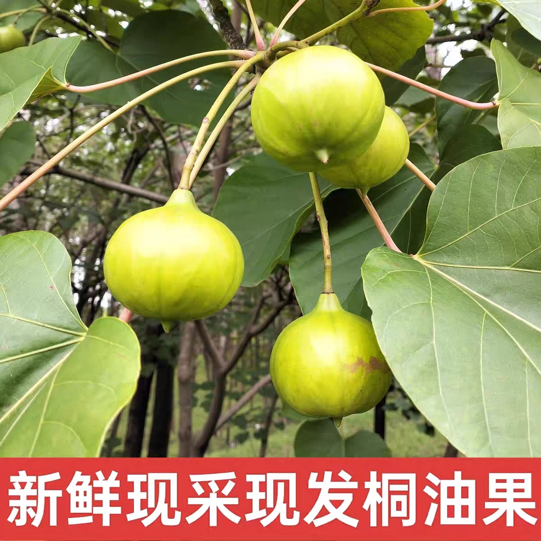 河南特产野生桐子果桐油果老油桐果现摘大山嫩果10个包邮不可食用