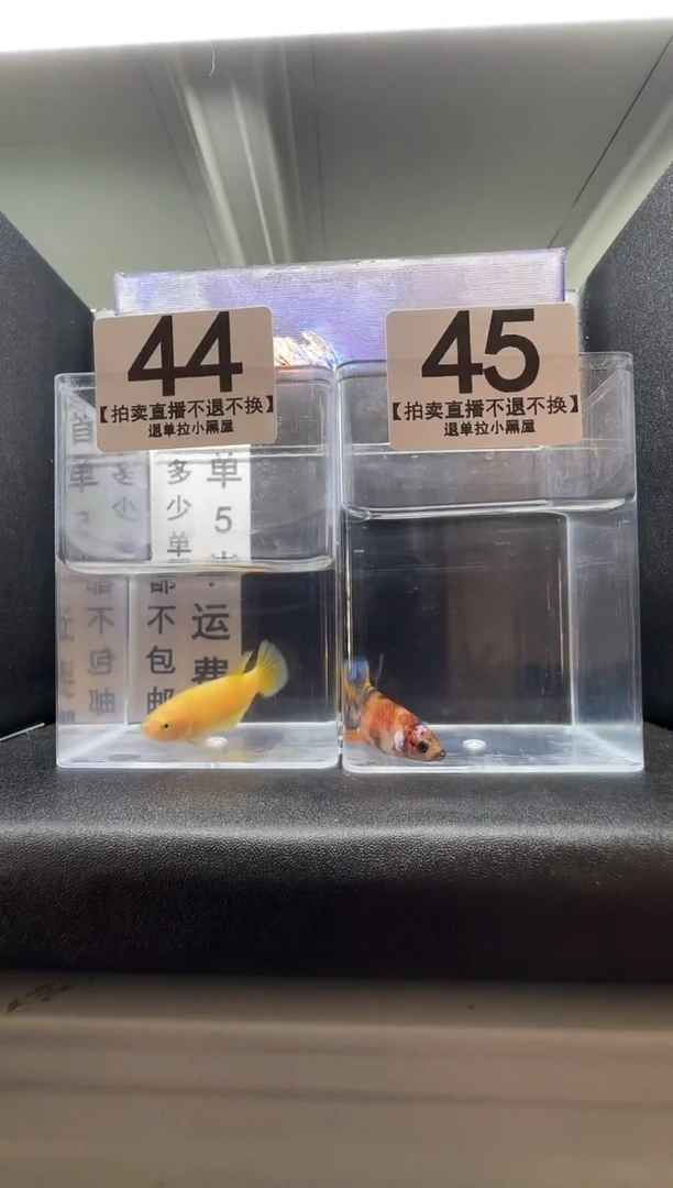 斗鱼母鱼编号：44-45