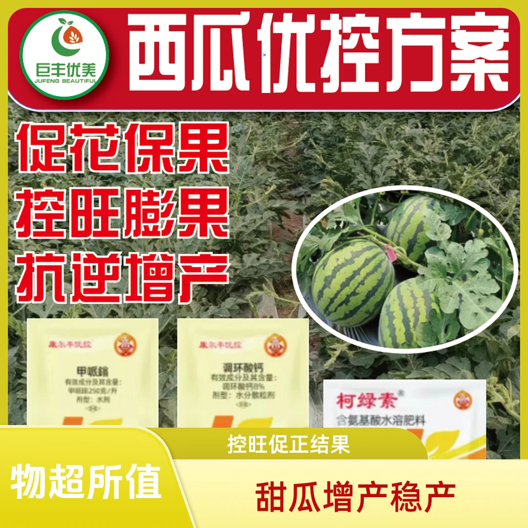 优控西甜瓜控旺方案抑侧芽控藤蔓控旺长减少畸形瓜座瓜稳定高产