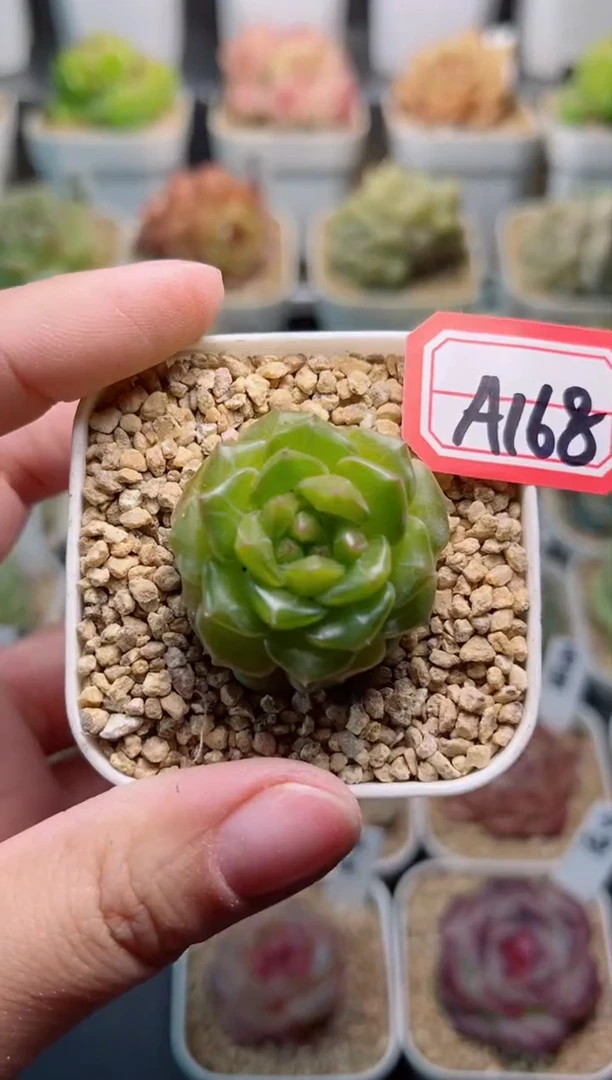 【闪购商品】A168翠光珍妮一物一拍