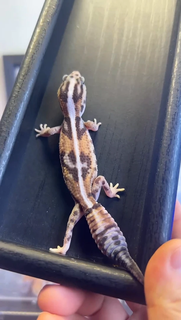 肥尾守宫直线奶牛妹妹