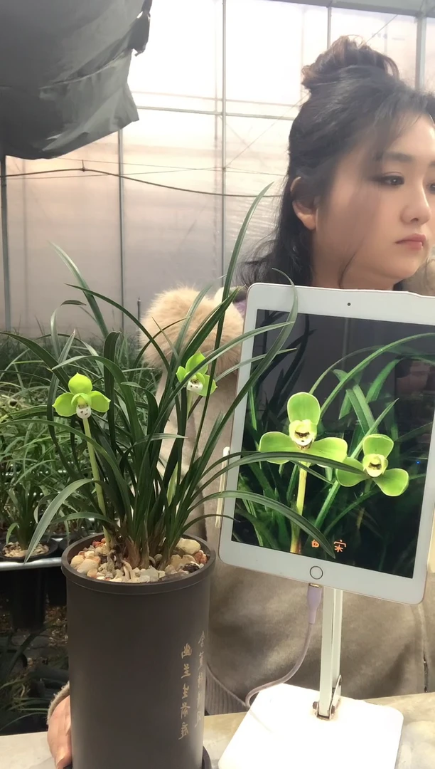 当前无花栽培后可以开花宋梅6苗带花种好发货