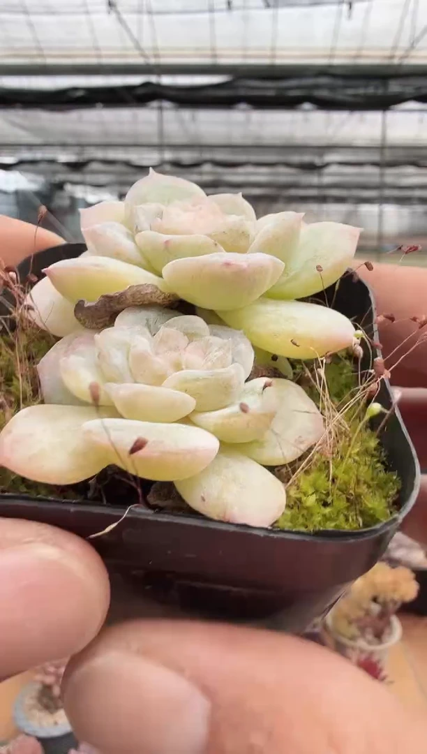 东云多肉园新款-92