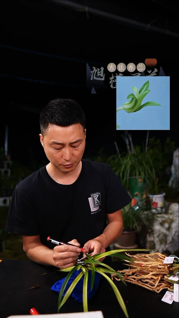 当前无花栽培后可以开花建兰-翡翠玉白菜（三苗及以上）