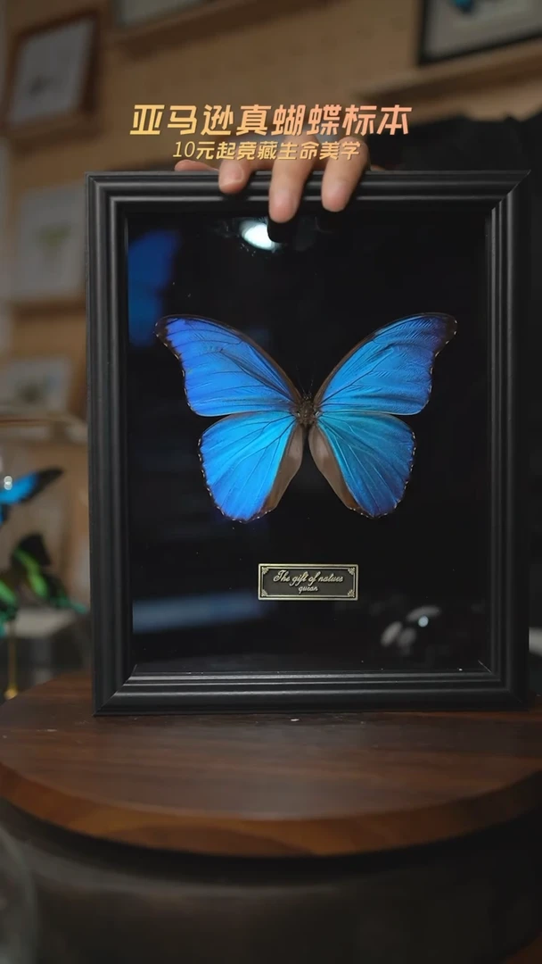 有机玻璃大蓝闪蝶黑绒底版10寸欧式框