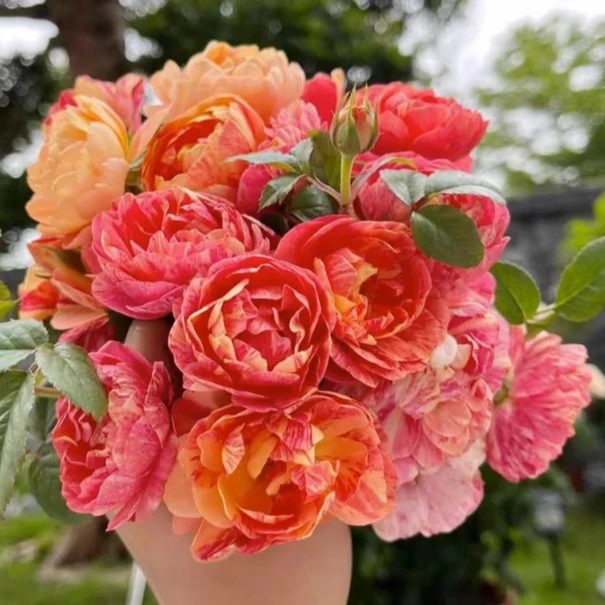 小院家裸根修剪发货 果汁飞溅多头条纹勤花抗病耐热月季开花微月