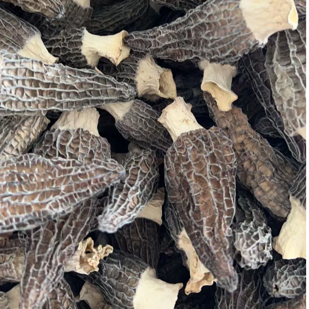 41560手选货6-8大规格头茬羊肚菌