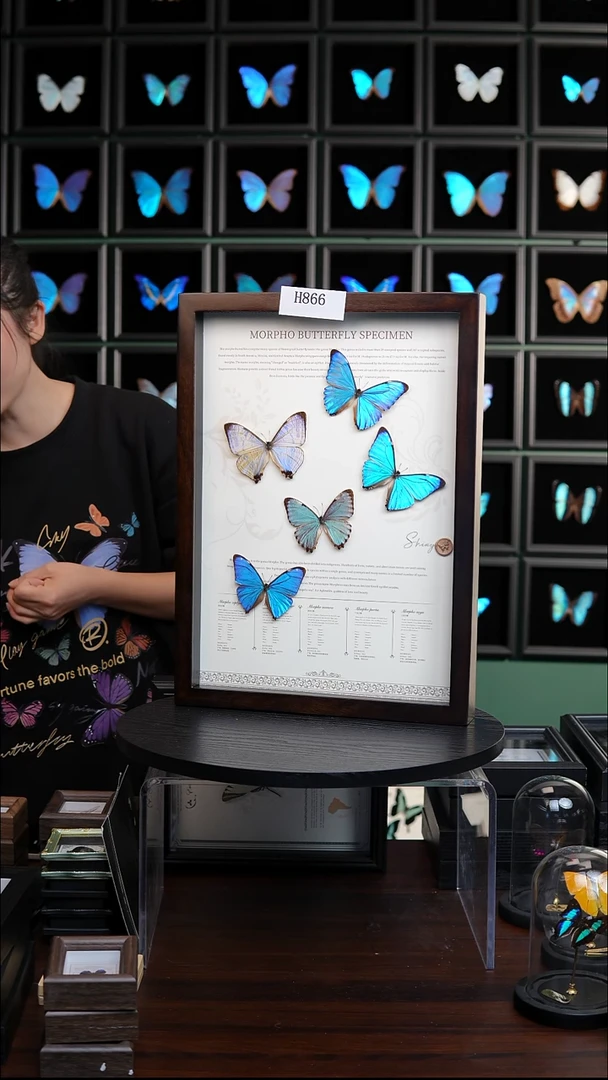 蝴蝶标本摆件竞拍H866