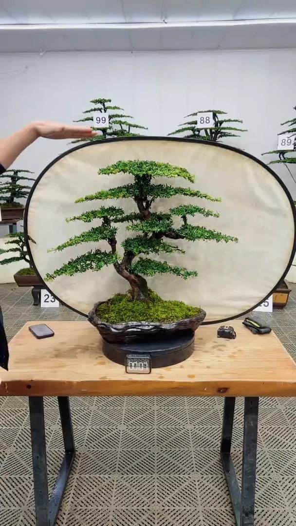 无花朵造型盆景一物一拍