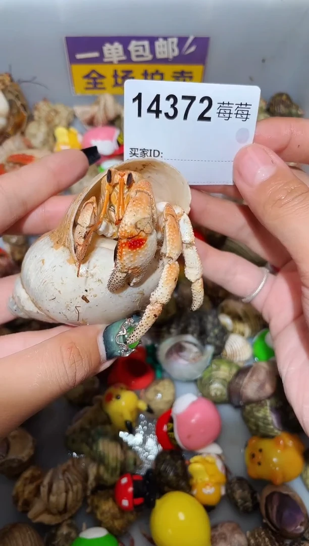 陌派甄选寄居蟹14372，沙特草莓少两条腿，再生小钳子