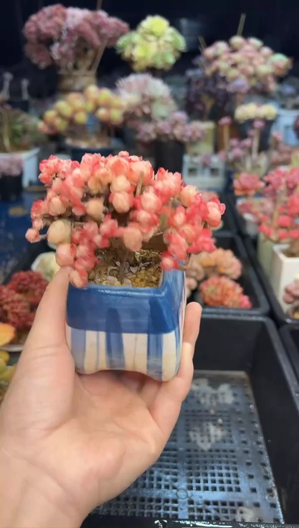 【闪购商品】487不带盆