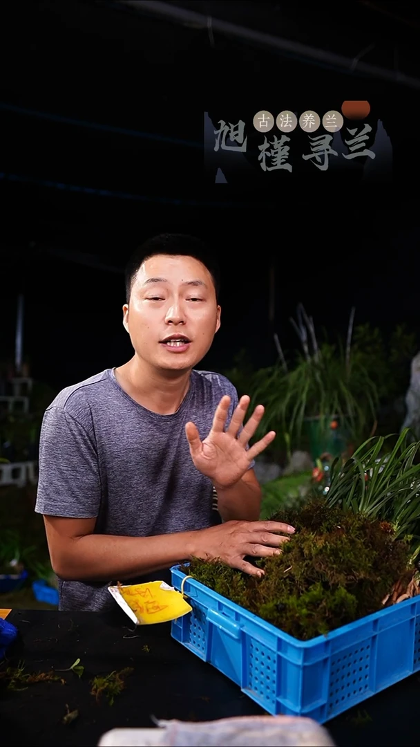 当前无花栽培后可以开花心***榆蕙兰水晶艺（前垄子母2苗带芽）