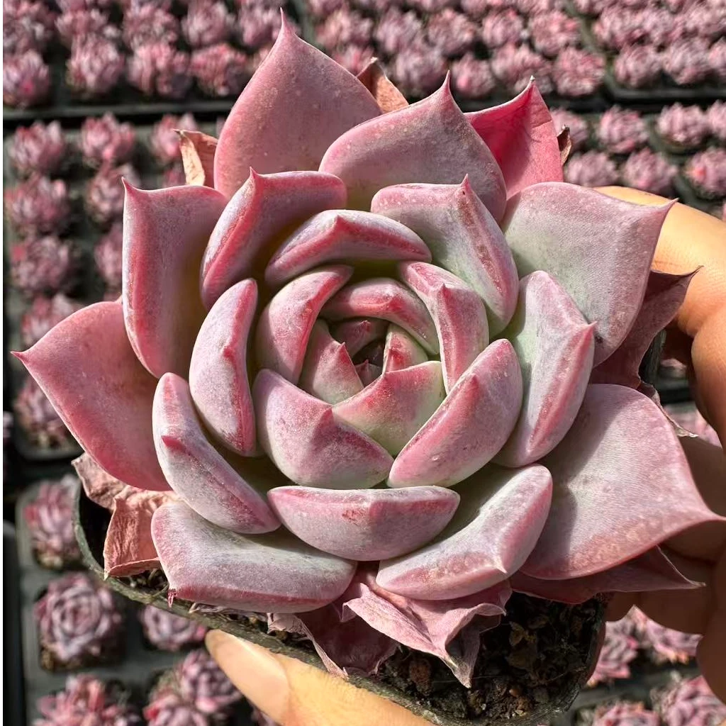 5#127单头及多头起多肉植物 前男友精品多肉 E127