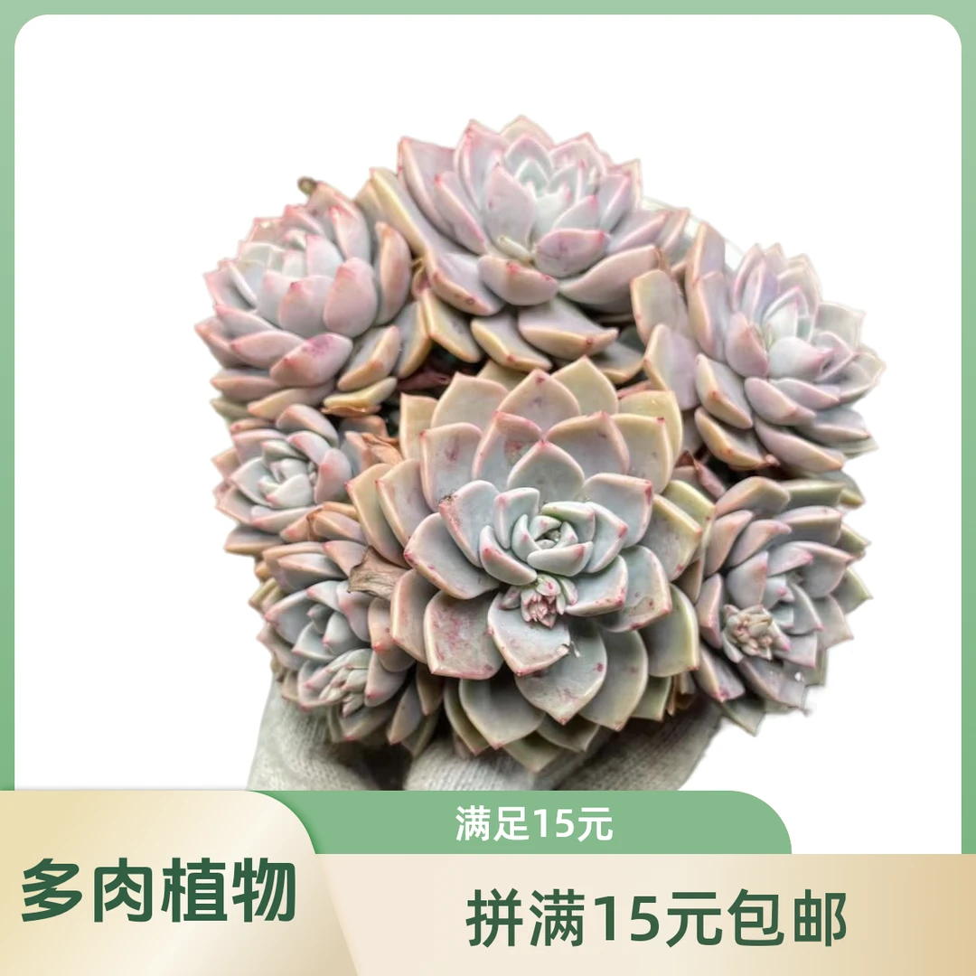 大pink拼满15元包邮多肉植物（脱土发货）阳台露台办公室绿植植新手