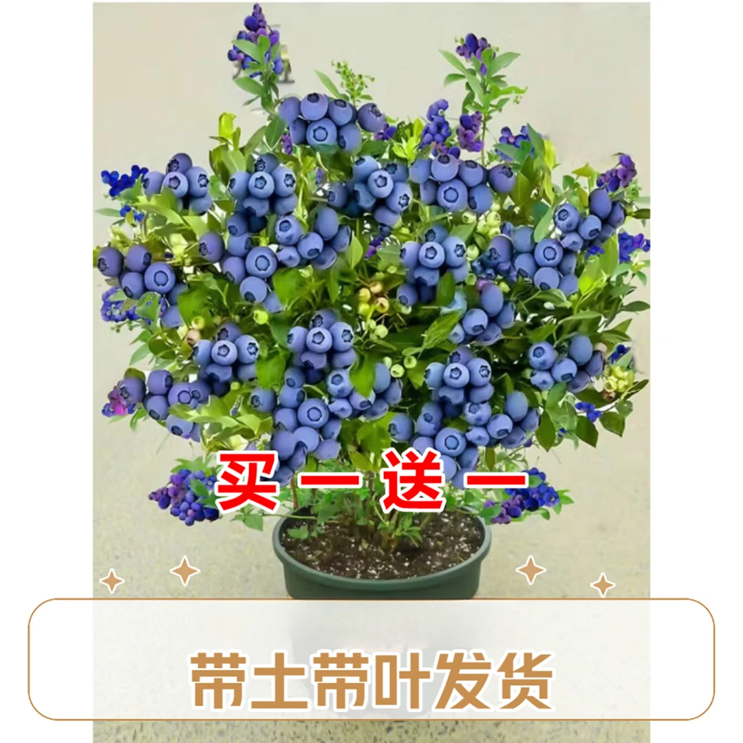 【买一送一】蓝莓树苗盆栽地栽果树苗蓝莓苗大果南北方种植阳台庭院