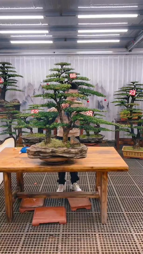 【闪购商品】紫砂精品盆景直播间一物一拍