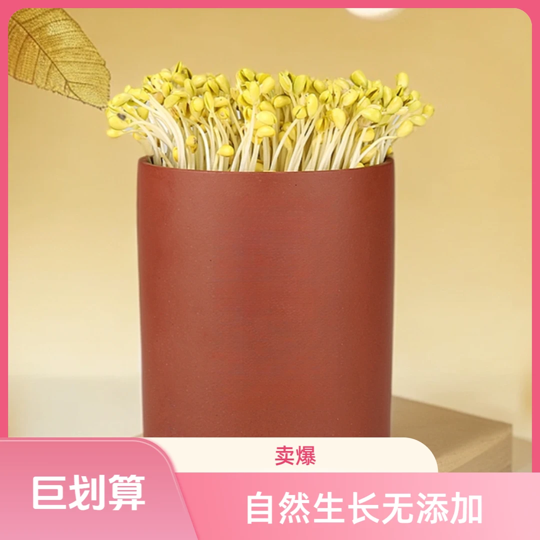 【光板】高档发豆芽神器家用豆芽陶瓷罐紫砂豆芽罐豆芽机大容量