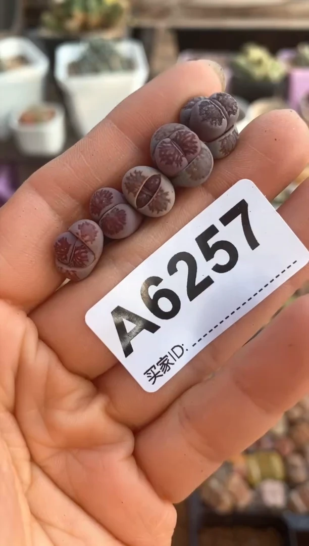 【闪购商品】6257直播一物一拍