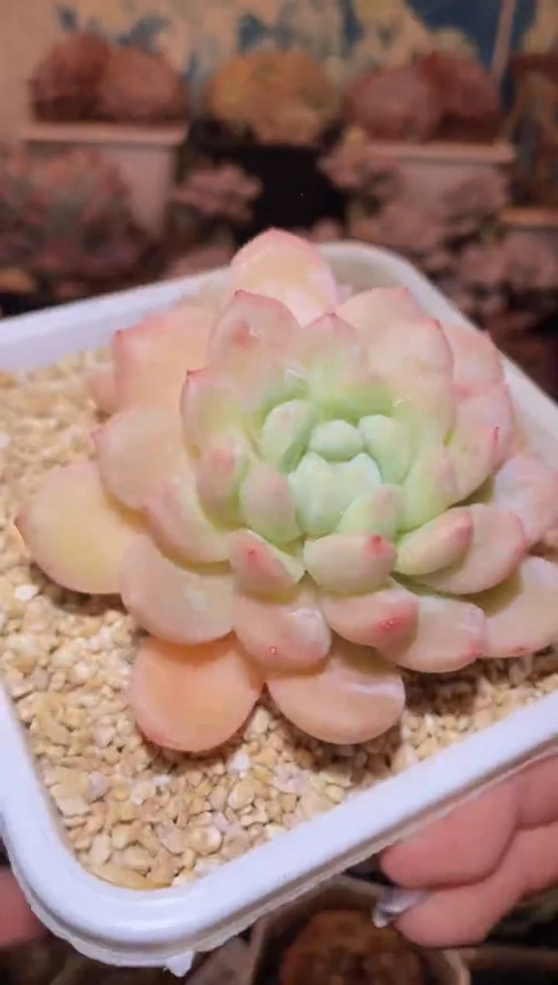 【闪购商品】060绵绵冰多肉