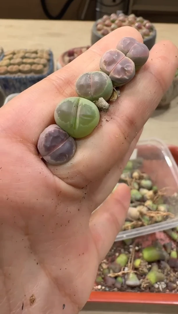 18-170多肉植物肉锥