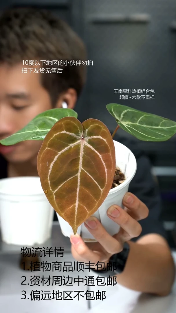 完全开放澳洲霍夫曼*红华红铜