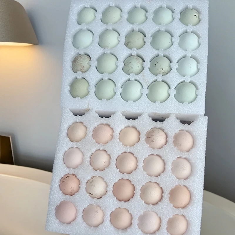 龙马高脚土鸡新鲜土鸡蛋