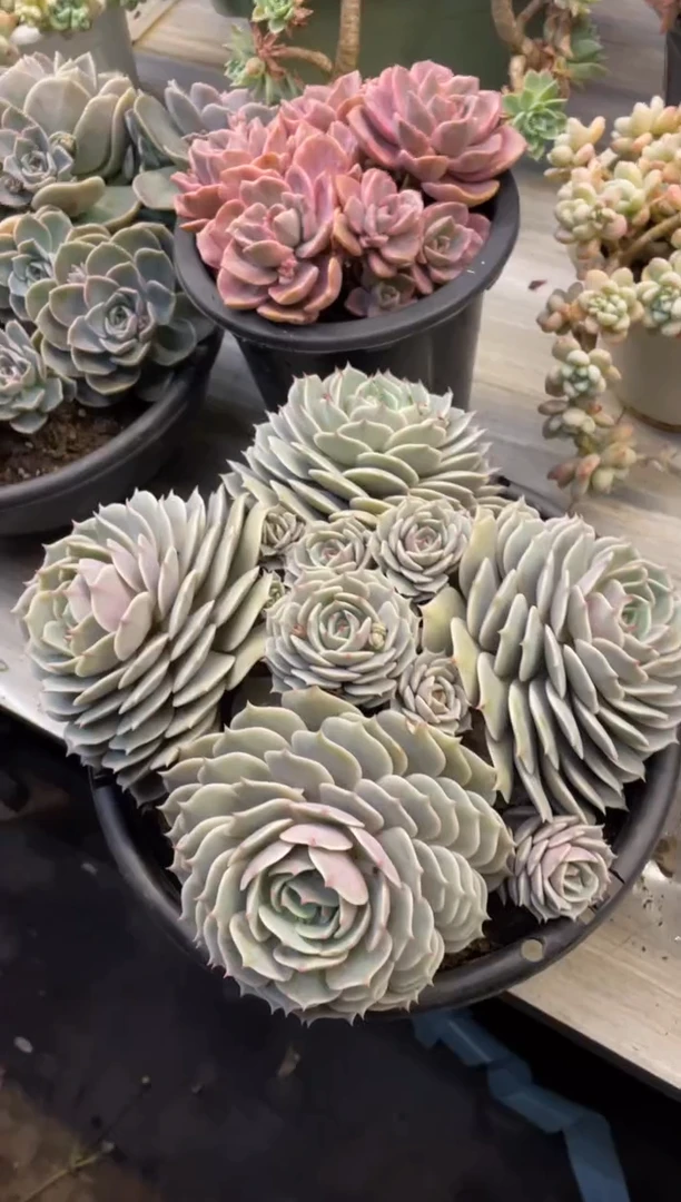 【闪购商品】1-473露娜莲