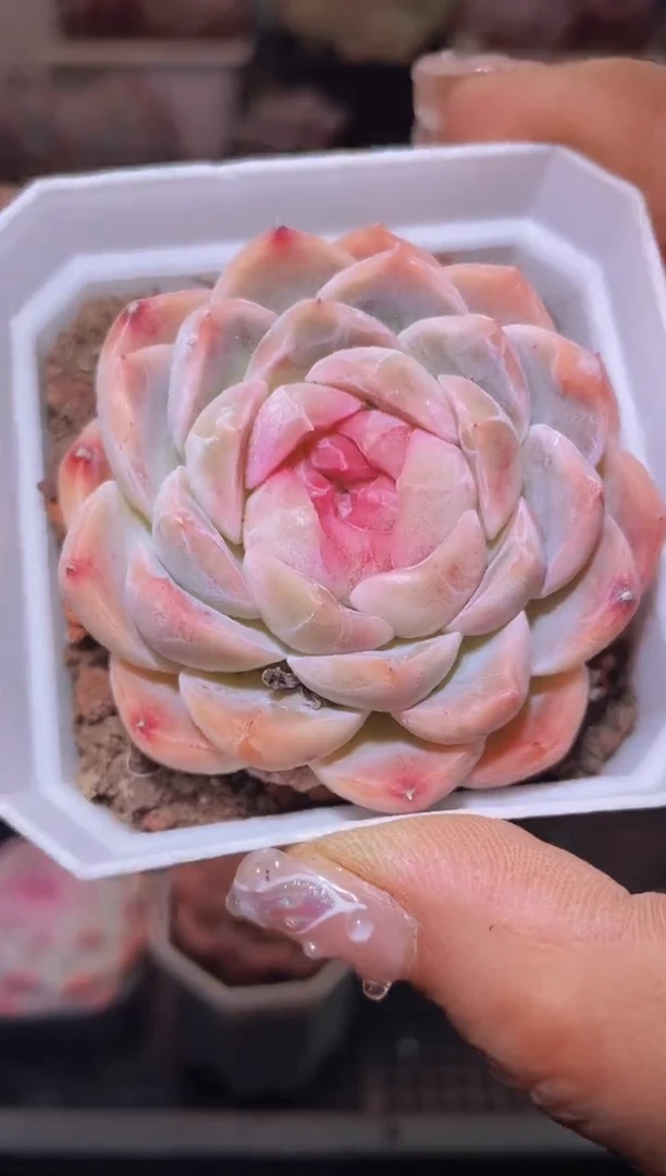 【闪购商品】451梦境