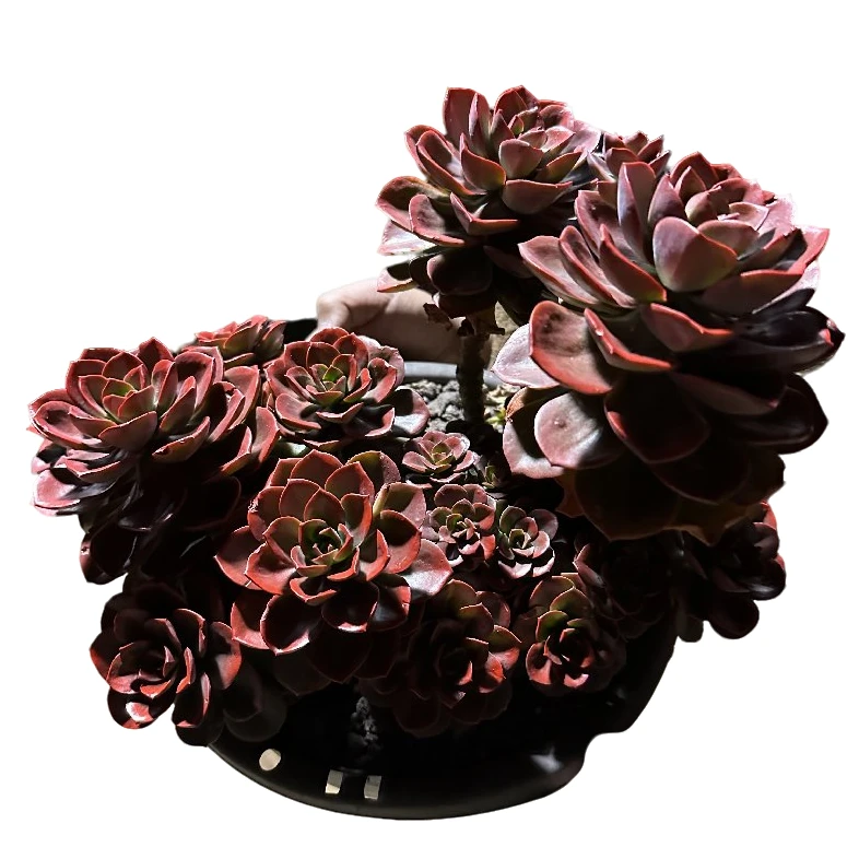 精品多肉植物  巧克力