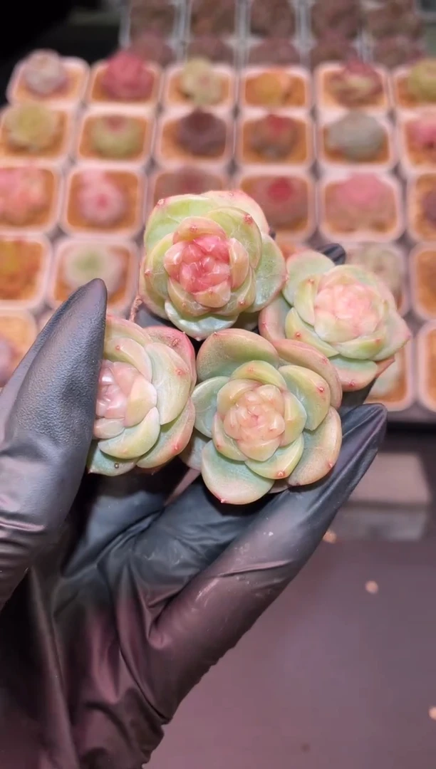 闪购1162 禁忌果实多肉一颗   3.5-4厘米