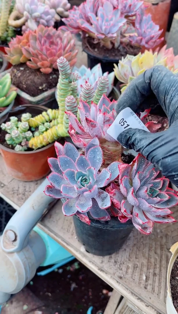 黎*默多肉植物一物一拍05161