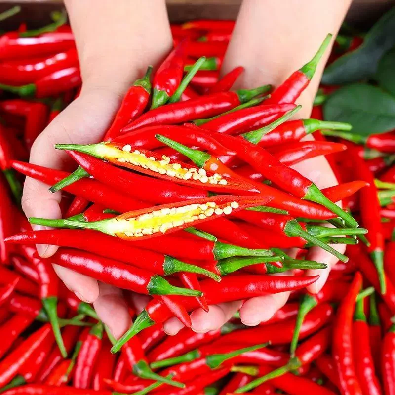 【商超品质】新鲜现摘小米辣特辣朝天椒红辣椒红小米辣泡椒剁椒
