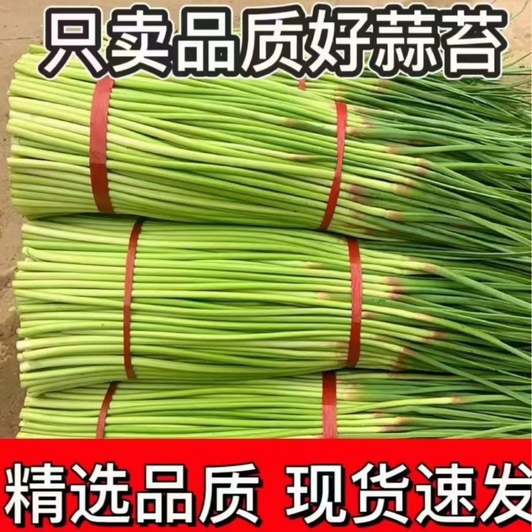 25年新鲜红帽短蒜苔鲜嫩翠绿美味可口