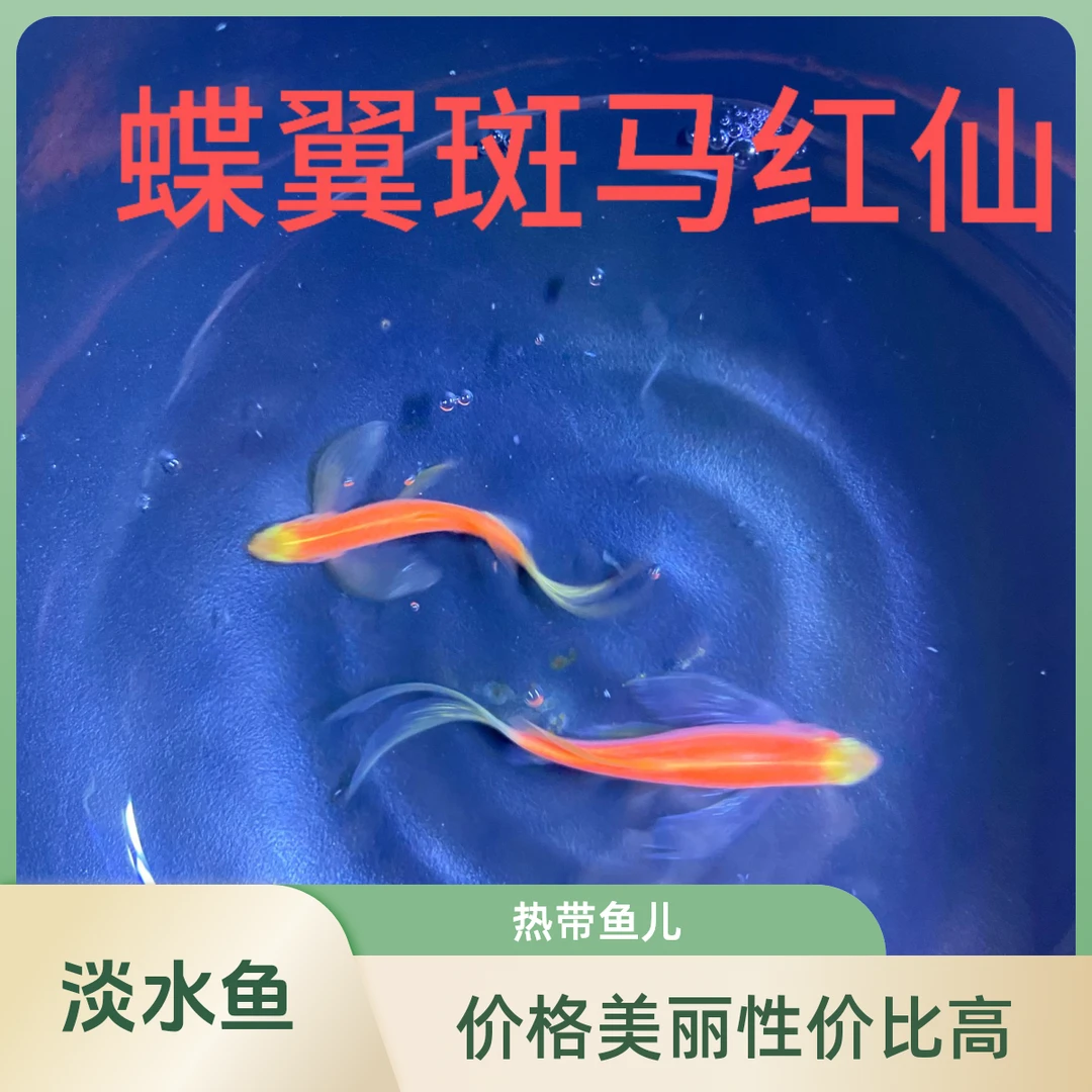 热带鱼红仙蝶翼斑马3-4.5CM左右淡水小型斑马鱼观赏鱼饲养活体