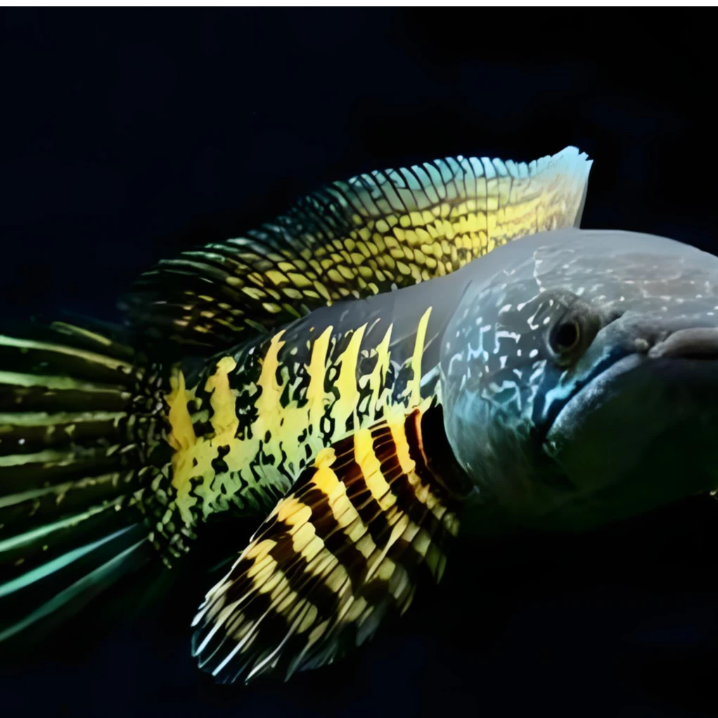 眼镜蛇雷龙鱼淡水观赏鱼