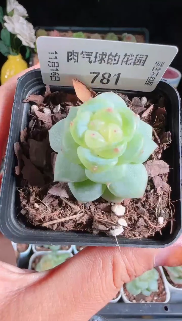 1116-781灵雨群生不包整