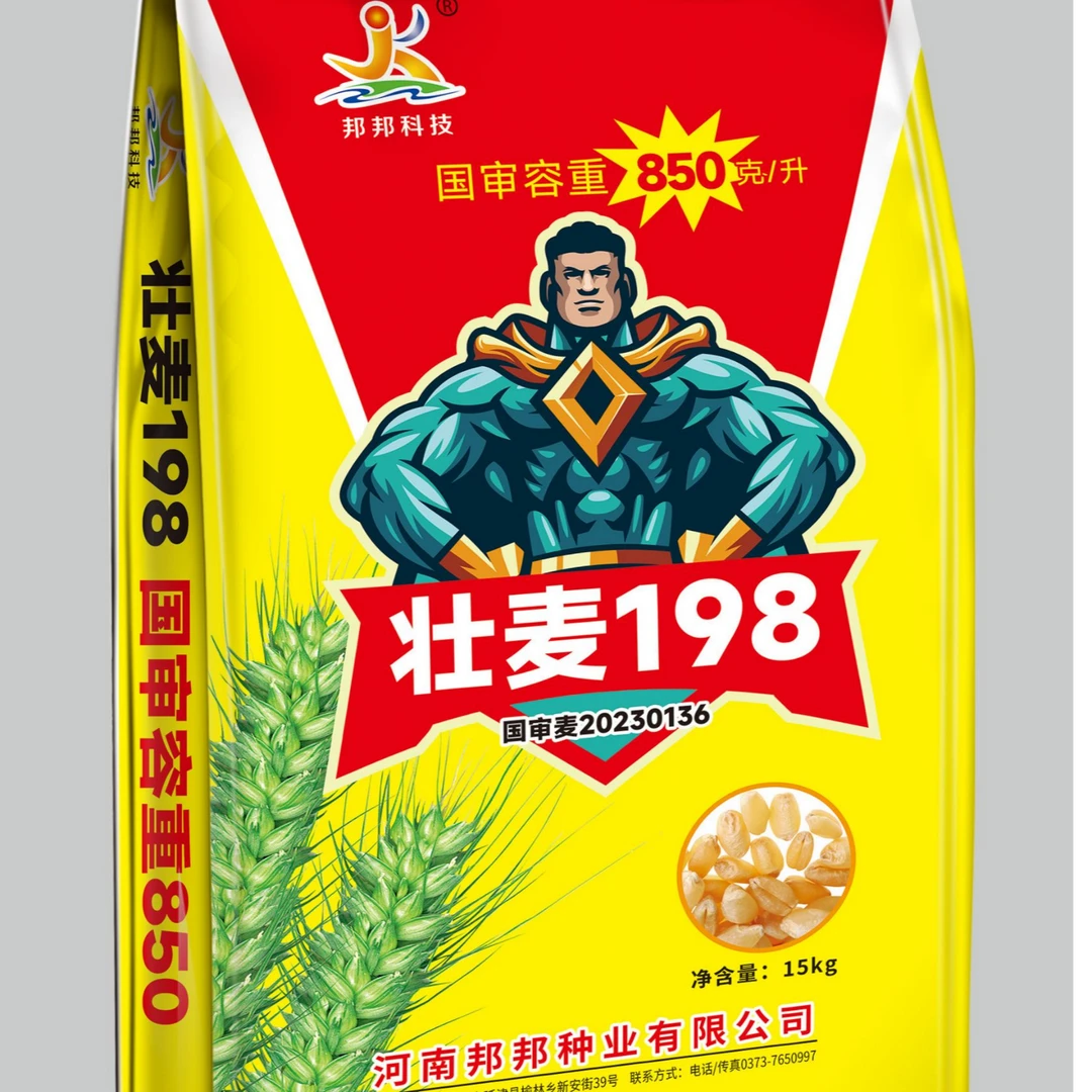 小麦种子壮麦198【国审麦20230136】