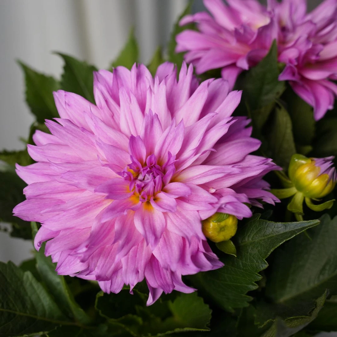 大丽菊【玫粉色】大花型菊科昆明基地直发好养易活室内室外盆栽鲜花