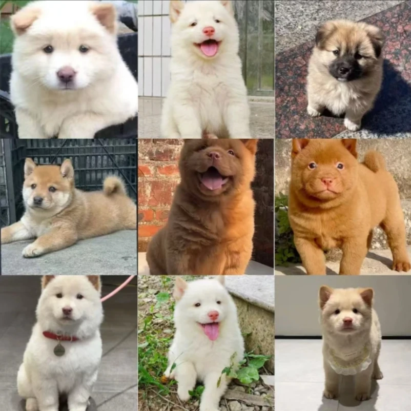 【亮哥宠物】田园犬白土松狗狗活体
