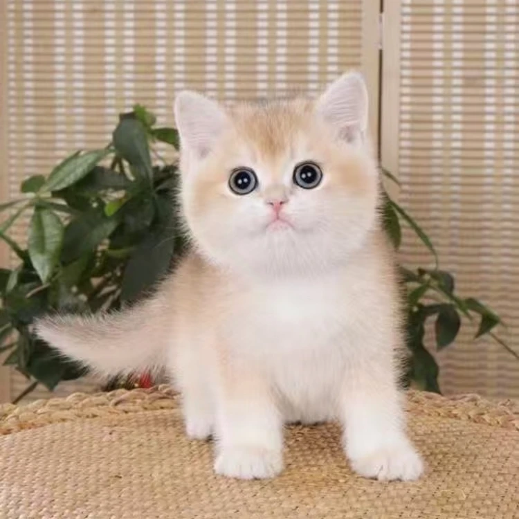 【大龙萌宠】金渐层蓝金渐层布偶活体猫猫