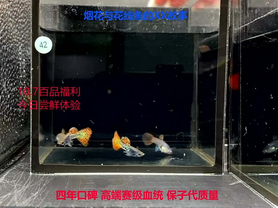 孔雀鱼赛线金属红雷丝2对