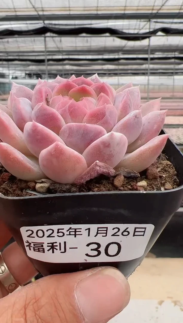 【闪购商品】福利款-30（红运）