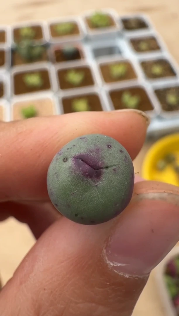 【闪购商品】10-13·ea