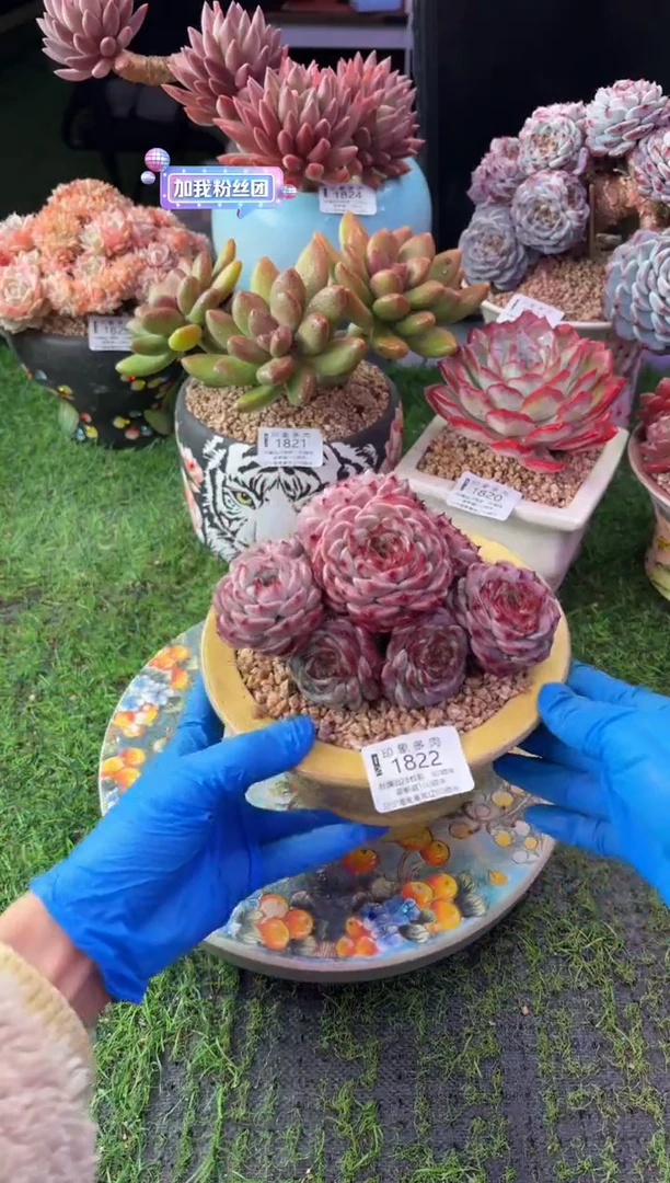 昆明印象多肉1822