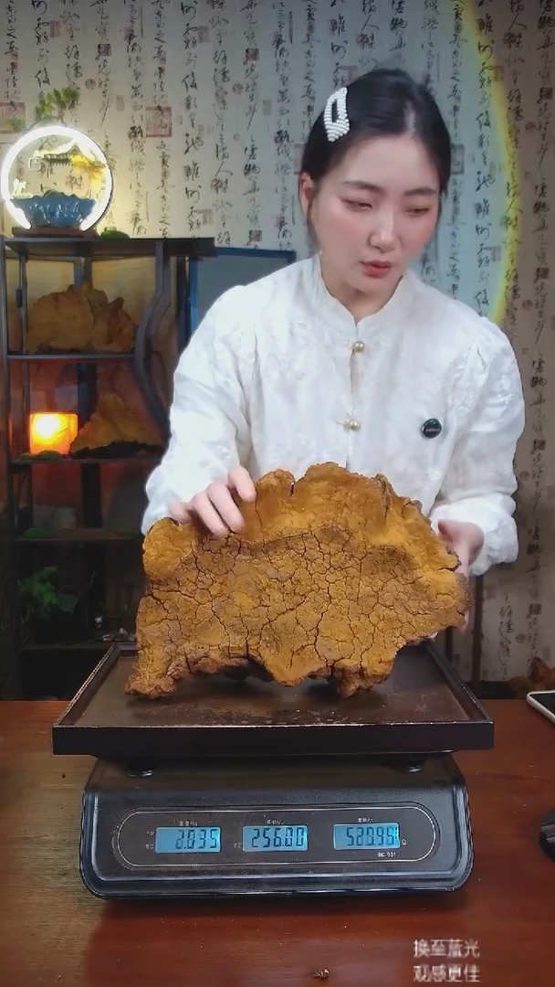 松针层孔菌中国大陆【藏区 野生】松树桑黄（3.87斤）40-50年份