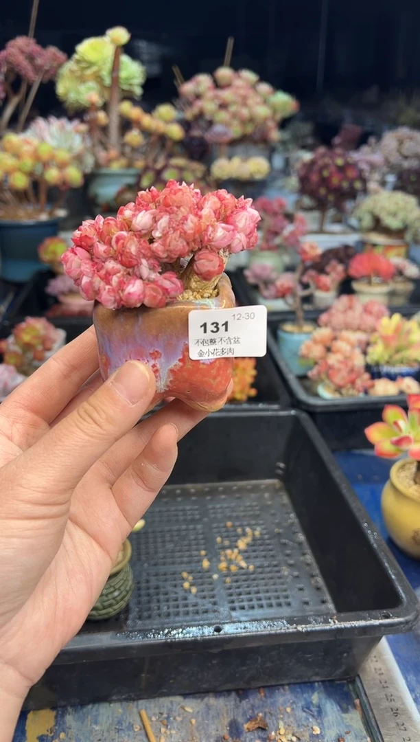 【闪购商品】131带盆