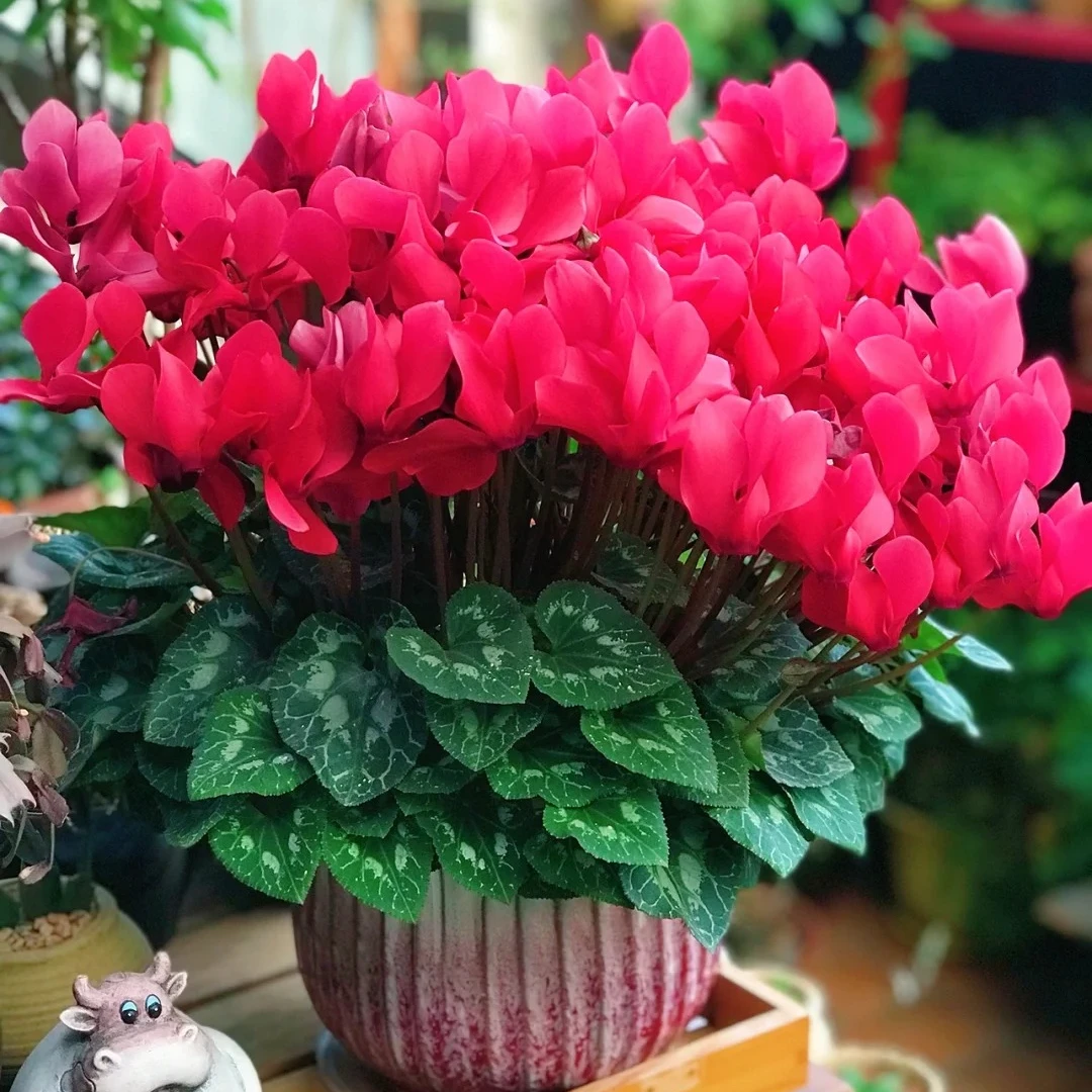 仙客来盆栽带花苞室内客厅阳台花卉兔耳花重瓣四季开好养年宵花